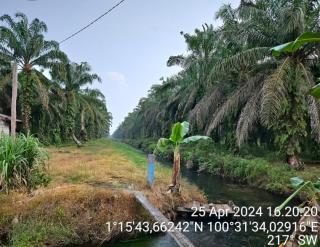 Ngeri! Yayasan Riau Madani Menangkan PK Atas PT Torus Ganda, Kebun Sawit 5.600 Ha Dalam Kawasan Hutan di Rohul Segera Ditebang