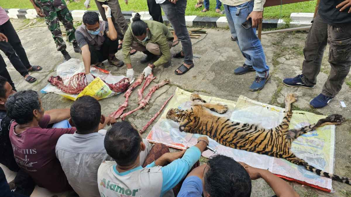 6 Tersangka Pembantaian Harimau di Rokan Hulu Ditangkap