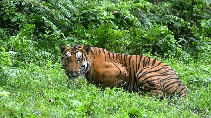 Harimau Sumatera Dibantai di Rokan Hulu, Kemenhut Tempuh Langkah Hukum