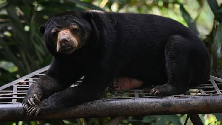 BBKSDA Riau Berhasil Evakuasi Beruang Madu di Kawasan Rimbang Baling