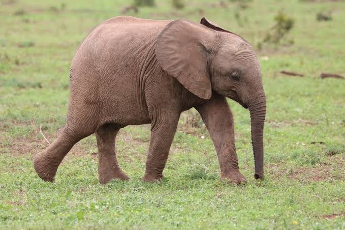 Seekor Anak Gajah Ditemukan di Kebun Sawit, BBKSDA Riau Langsung Evakuasi