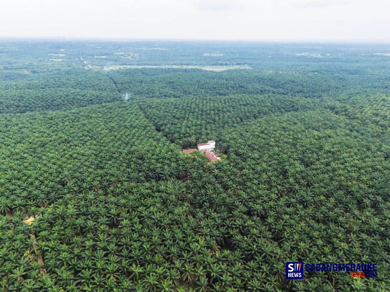 Tahura Sultan Syarif Hasyim Riwayatmu Kini, Foto-foto Hamparan Perkebunan Sawit Ini Bukti Kegagalan Pemda Riau Menjaga Hutan