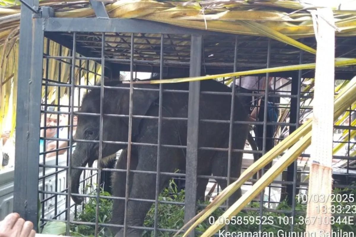 Anak Gajah Ditinggal Induknya Ditemukan Warga di Kampar