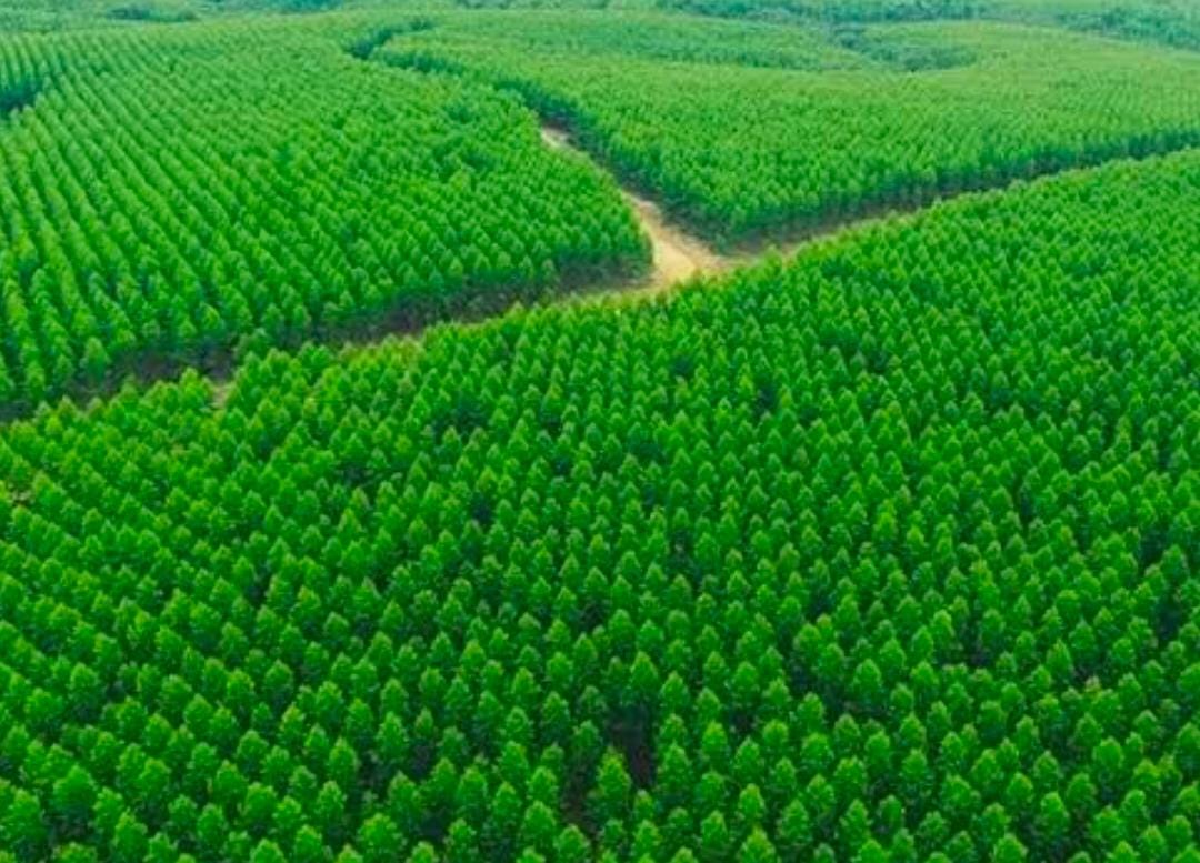 Mengapa BUMD PT SPR Trada Dapat Jatah Uang Penjualan Kayu Akasia di Lahan LPHD Rantau Kasih yang Dijual ke PT RAPP? 