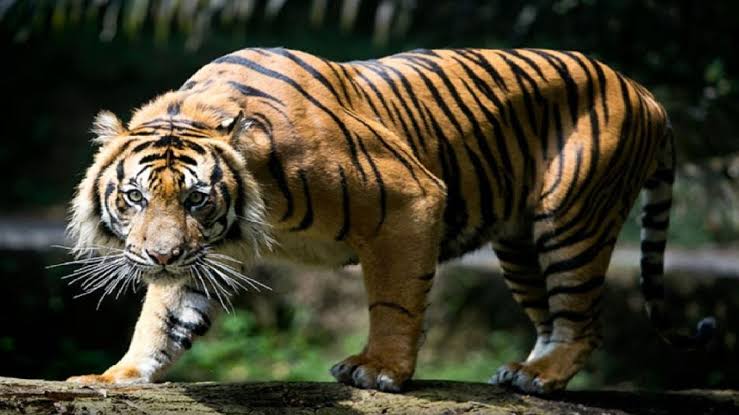 Tragisnya Pekerja Hutan Tanaman Industri di Pelalawan Tewas Dimangsa Harimau Sumatera