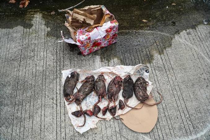 Tempo Kena Teror Kiriman Kepala Babi dan Bangkai Tikus, Bentuk Ancaman Demokrasi