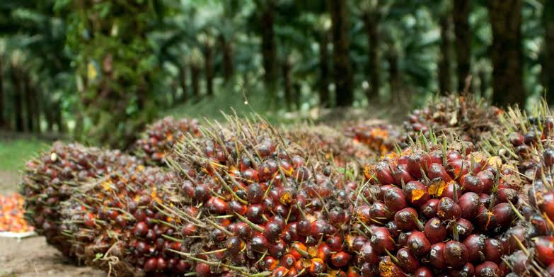 Harga Kelapa Sawit Riau Anjlok Sepekan ke Depan