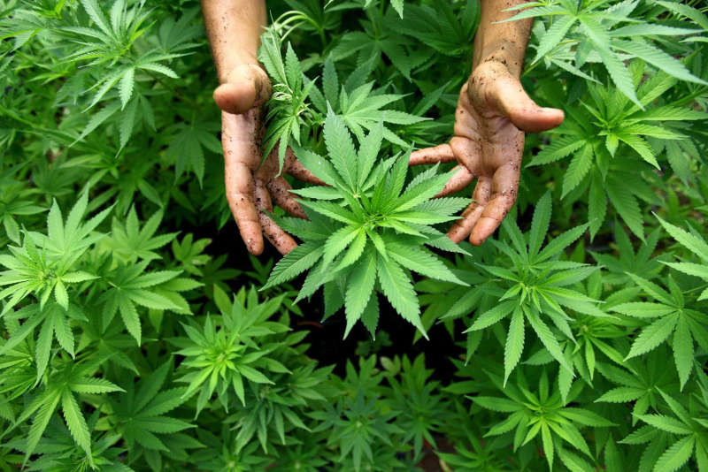 Heboh Temuan Kebun Mirip Tanaman Ganja di Pekanbaru