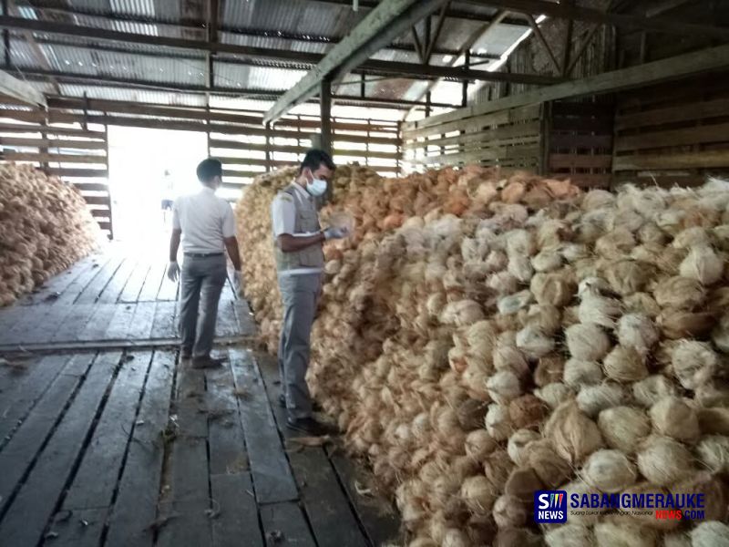 Ketika Kelapa Meranti Dijual Mahal di Malaysia, Petani Tersenyum dan Ibu di Dapur Menjerit