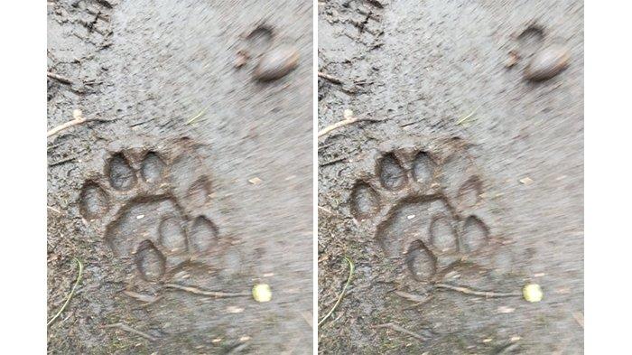 Tapak Kaki Harimau Ditemukan, Warga Desa di Indragiri Hilir Ketakutan