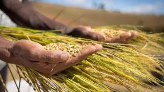 Produksi Beras Riau Diklaim Tembus 222 Ribu Ton
