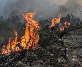 Kebun Sawit Dua Desa di Kampar Terbakar