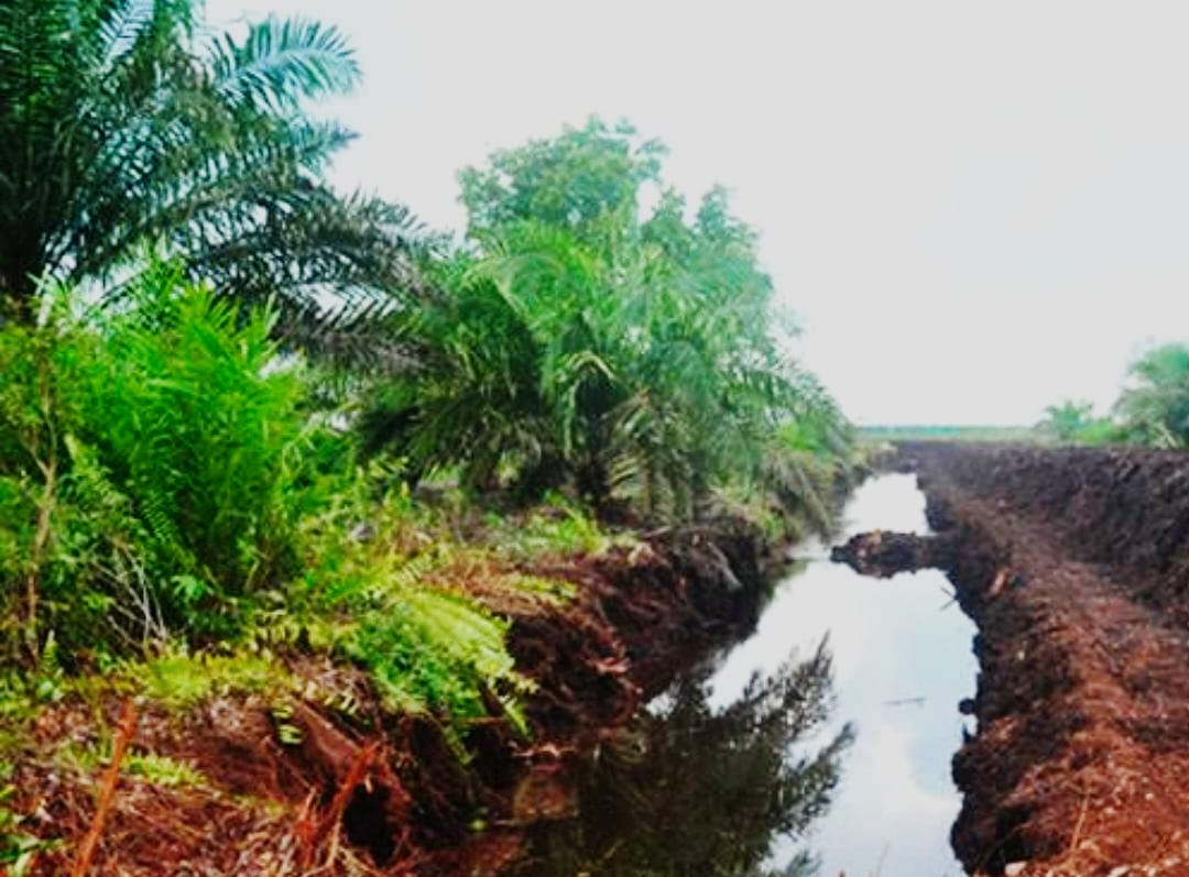 Pemda Kepulauan Meranti Larang Penanaman Kelapa Sawit di Wilayahnya, HTI Akasia Kok Bisa? 