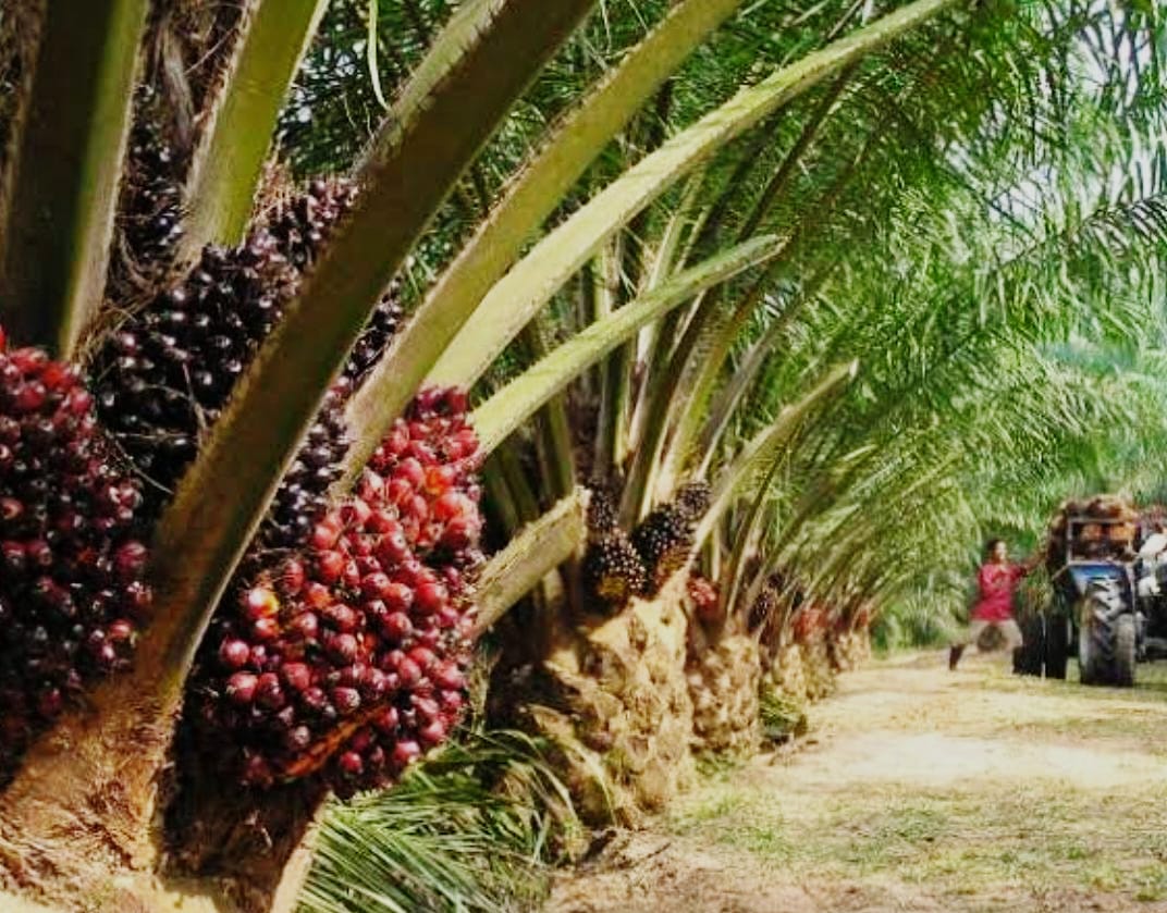 Solmet Indonesia Provinsi Riau Dukung Gebrakan Satgas PKH, Usulkan PT Agrinas Bina Petani Kelapa Sawit Rakyat