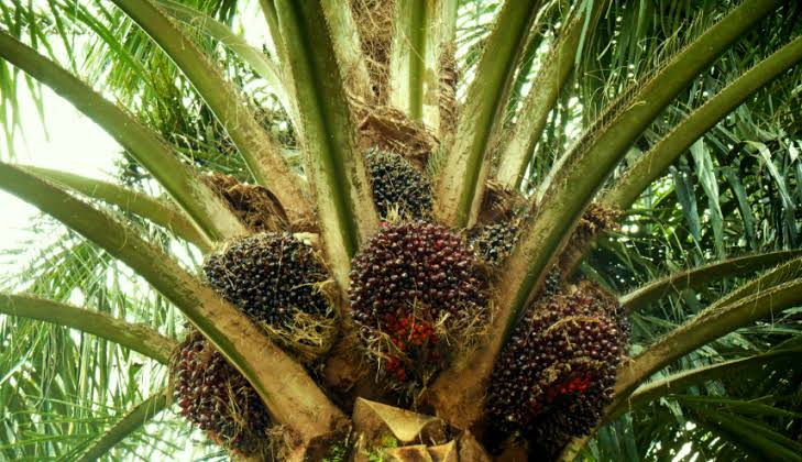 Dukung Pengembangan Kelapa Sawit, BRK Syariah Dampingi Pengelolaan dan Penyaluran Dana PSR