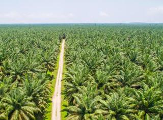 Pemda Larang Kelapa Sawit Ditanam di Kepulauan Meranti, Apa Dasarnya?