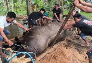 Waduh! Sapi Kurban Bantuan Presiden Prabowo Mati Sebelum Disembelih