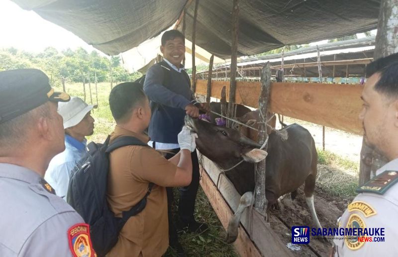 Jelang Idul Adha, Penjualan Sapi Kurban di Meranti Menurun: Ekonomi Jadi Pemicu Utama