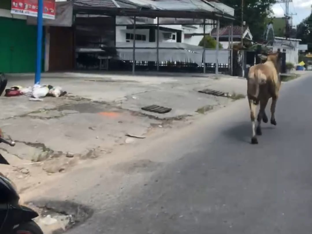 Aksi Lincah Sapi Kurban di Pekanbaru: Kabur 30 Menit, Bikin Warga Kelabakan