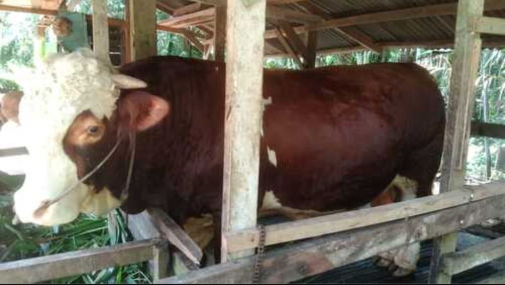 Besok, Sapi Kurban Presiden Prabowo Disembelih di Masjid Raya Annur Pekanbaru, Bobotnya Hampir 1 Ton