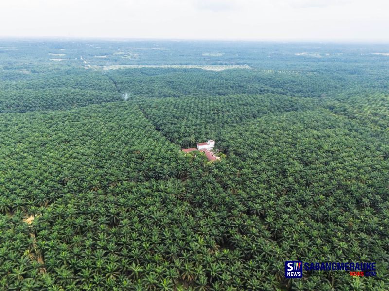 Seru! Perpres Prabowo Tentang Penertiban Kawasan Hutan Digugat ke MA, Penguasaan Kembali Hutan Dinilai Bertentangan dengan Undang-Undang