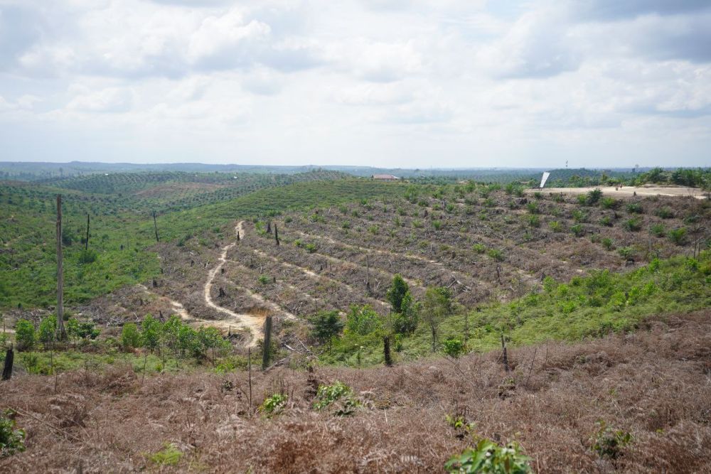 Kelompok Tani Kembalikan 415 Hektare Kebun Sawit di Kawasan TNTN ke Negara  