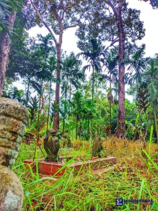 Empat Varietas Durian Kepulauan Meranti Diakui Nasional, Namun Sertifikasi Masih Tertunda Karena Anggaran