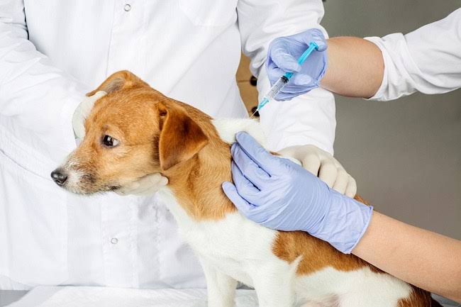 Dinas Peternakan dan Kesehatan Hewan Riau Gelar Vaksinasi Rabies Gratis Hingga 30 September