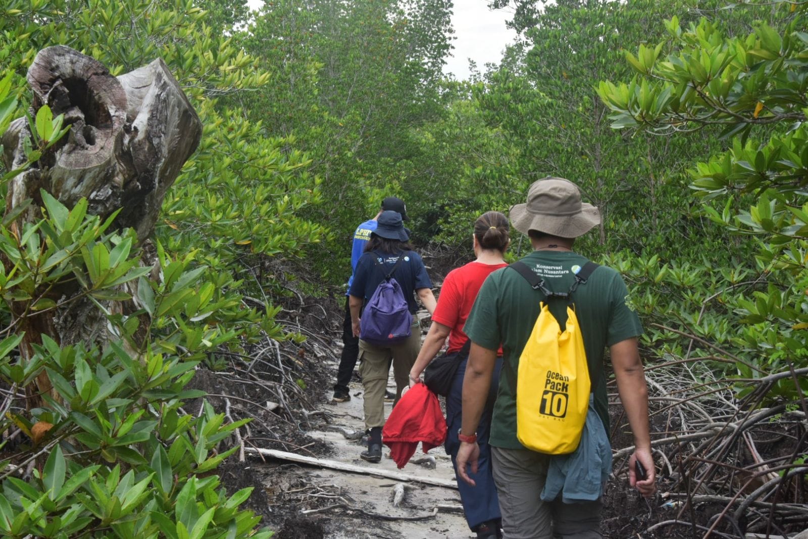 Wisata Kunang-Kunang Mangrove Bakal Jadi Pesona Baru dari Teluk Pambang