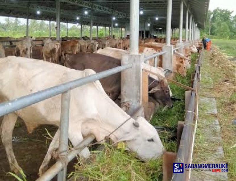 RUPS-LB Copot Direktur BUMD PT Bumi Meranti, Budiman: Saat Target Tak Tercapai,  Bongkar Kegagalan Bisnis dan Cari Nakhoda Baru