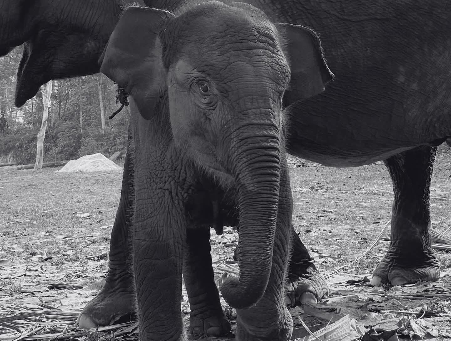 Terungkap Penyebab Mati Anak Gajah Tari yang Diadopsi Kapolda Riau, Bukan Dibunuh