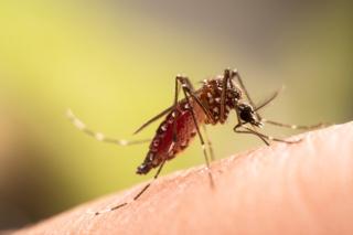 Waspada! 5 Kebiasaan Ini Bisa Buat Nyamuk Bersarang di Rumah
