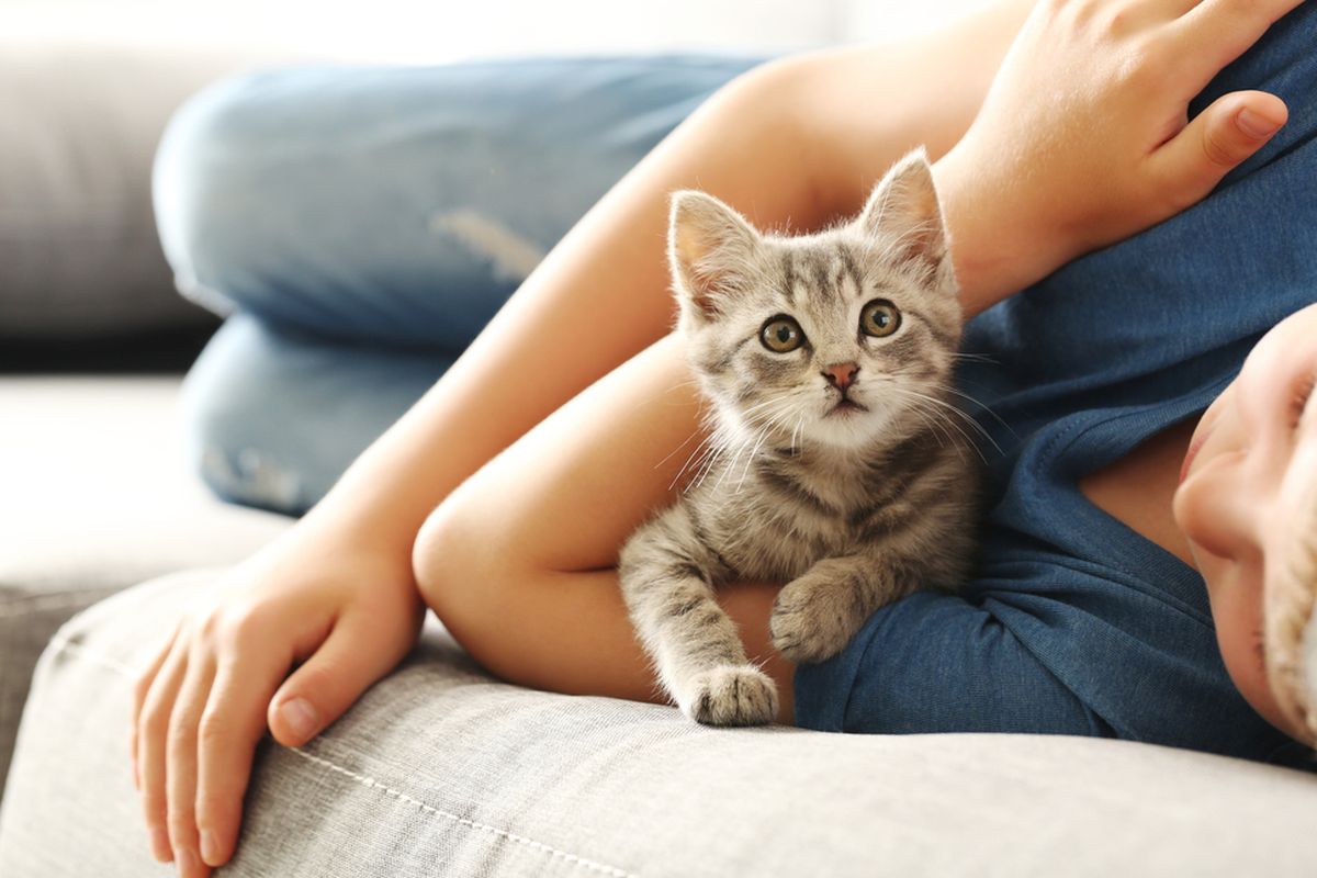 Terbukti Secara Ilmiah, Ini 7 Manfaat Memelihara Kucing di Rumah