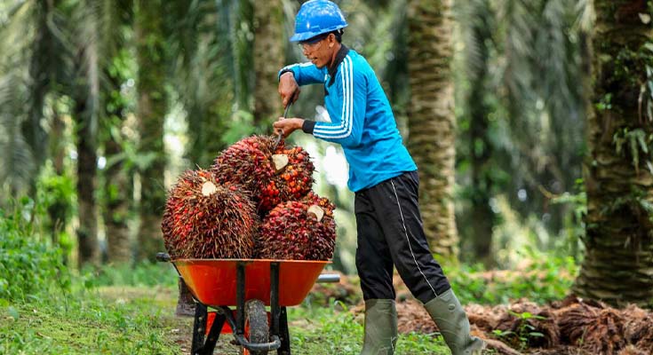 Bursa Efek Surati 19 Perusahaan Terkait Kebun Sawit Dalam Kawasan Hutan, Sebagian Ada di Riau, Ini Daftarnya