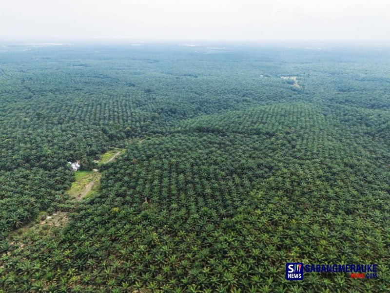Melegalkan Pemain Baru dalam Kawasan Hutan: Satgas PKH, Penguasaan Kembali hingga BUMN dengan Skema KSO
