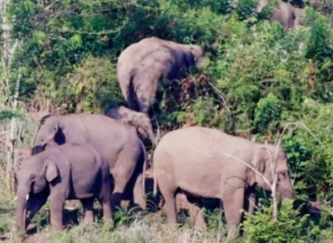 Seorang Bocah Perempuan Kritis Diserang Gajah di Muara Fajar Pekanbaru