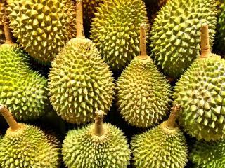 Riau Jadi Gerbang Penyelundupan Durian Ilegal Malaysia, 10 Ton Setiap Hari