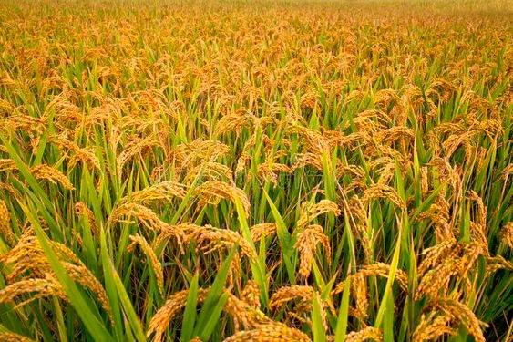 Produksi Padi Riau 2025 Diperkirakan Naik 0,26 Persen, Didominasi Rokan Hilir