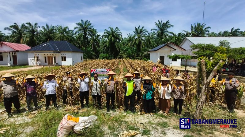 Sinergi Polri dan Petani, Polsek Rimba Melintang Panen Jagung 1 Ton untuk Dukung Program Asta Cita Presiden