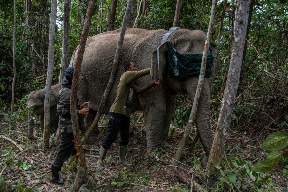 Mitigasi Konflik Gajah Sumatera Diperkuat: BBKSDA Riau Gunakan Teknologi GPS Collar di TNTN