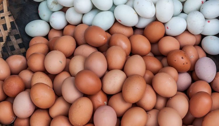 Telur Ayam vs Telur Bebek Mana yang Aman Untuk Kesehatan?