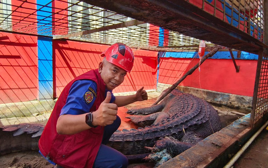 Buaya Raksasa Inhil Belum Mau Makan, Petugas Berikan Infus dan Antibiotik Khusus