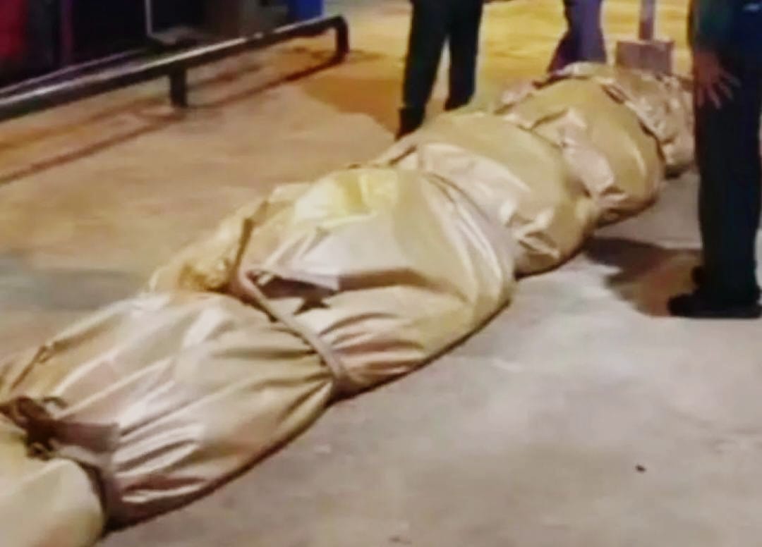 Buaya Raksasa Setengah Ton Asal Inhil Dikirim ke Jakarta, Isi Perutnya Ada Tombak dan Kaca Tabung Televisi