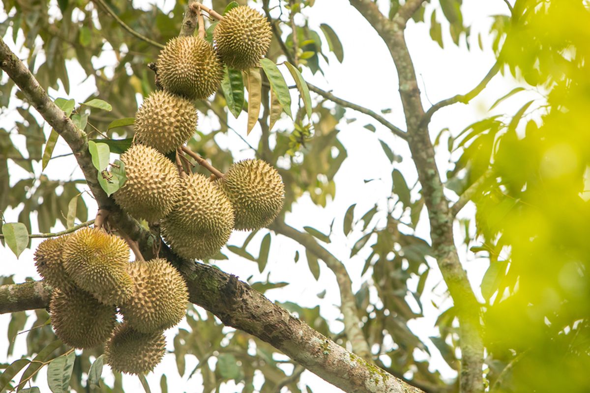 Giliran Menko Pangan Zulhas Klaim Durian Buah Nasional Indonesia, Bukan Malaysia