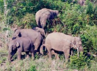 Anak Perempuan Korban Serangan Gajah di Rumbai Barat Pekanbaru Meninggal Dunia