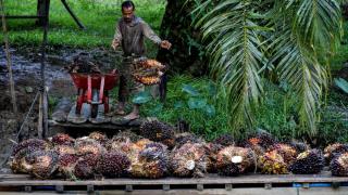 Agrinas-Kemenkop Godok Skema Kebun Sawit Sitaan Satgas PKH Dikelola Kopdes Merah Putih: Hati-hati Pecah Konflik di Masyarakat!