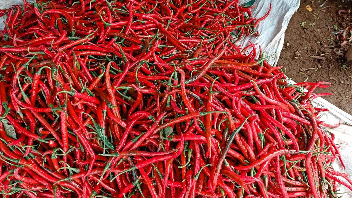 Pemprov Riau Datangkan 1 Ton Cabai Merah dari Sleman, Dijual Cuma Rp 58 Ribu per Kg