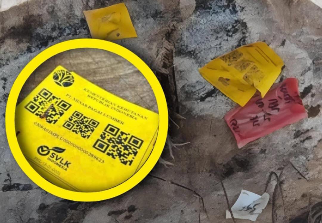 Heboh Gelondongan Kayu Terdampar di Pantai Tanjung Setia Lampung, Ternyata Ini Biang Keroknya