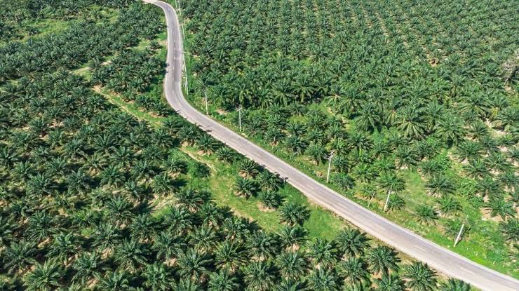 Peneliti Ungkap Penyebab Kelapa Sawit Tak Bisa Gantikan Hutan Tropis