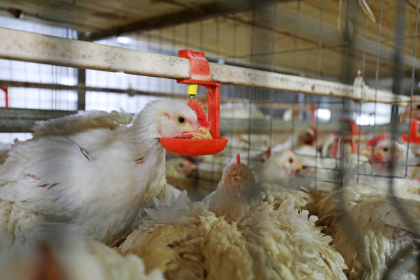 Harga Ayam Tetap Terkendali, Aktivitas Belanja di Pasar Sail Berjalan Normal